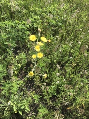 Hieracium longipilum