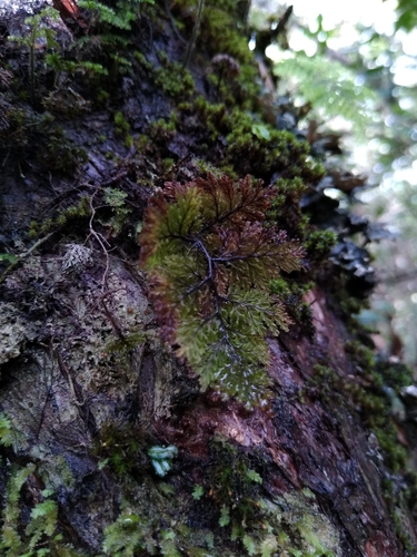 Hymenophyllum dentatum image