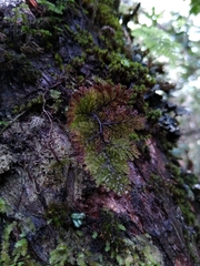 Hymenophyllum dentatum