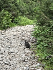 Dendragapus fuliginosus