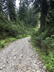 Dendragapus fuliginosus