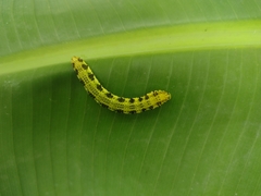 Phoebis philea