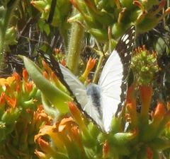 Colotis celimene amina