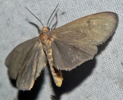 Virbia opella
