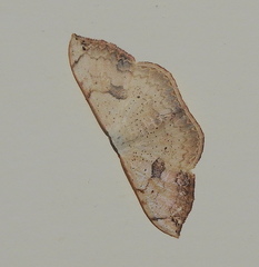 Somatina anthophilata