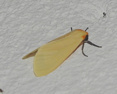 Pareuchaetes pseudoinsulata