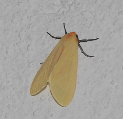 Pareuchaetes pseudoinsulata