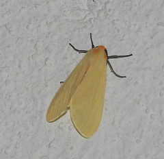 Pareuchaetes pseudoinsulata