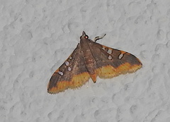 Prophantis adusta