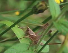 Antaxius spinibrachius