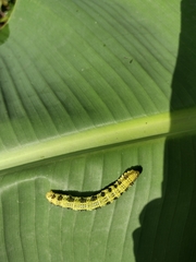 Phoebis philea