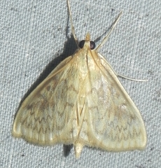 Ostrinia obumbratalis