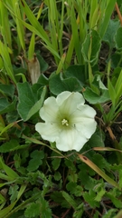 Calystegia subacaulis