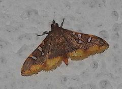 Prophantis adusta