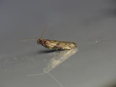 Unadophanes atecmarta