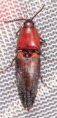 Parallelostethus attenuatus
