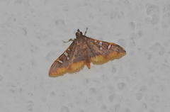 Prophantis adusta