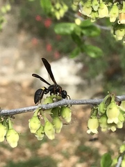 Ancistrocerus unifasciatus