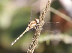 Orthetrum brachiale