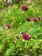 Allium rotundum