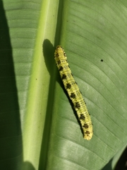 Phoebis philea