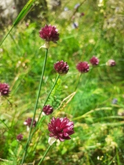 Allium rotundum