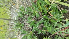 Acaena pinnatifida californica