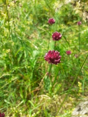 Allium rotundum