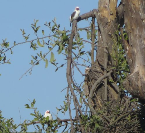 iNaturalist image