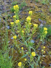 Rorippa barbareifolia