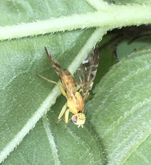 Strauzia longipennis