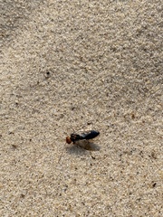 Pamphilioidea