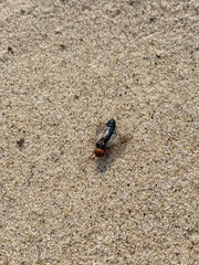 Pamphilioidea