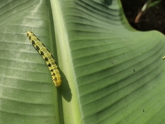 Phoebis philea