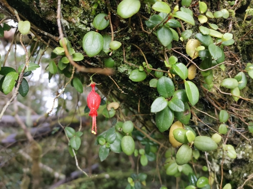 Image of Sarmienta scandens by (c) Inao Vasquez, some rights reserved (CC BY)