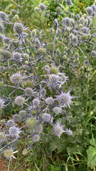 Eryngium planum