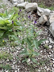 Verbena macdougalii