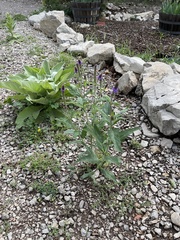 Verbena macdougalii