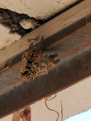 Polistes dominula