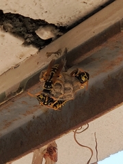 Polistes dominula