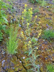 Rorippa barbareifolia