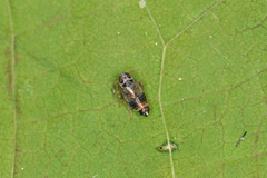 Hyledelphax elegantula