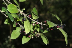 Tricalysia sonderiana