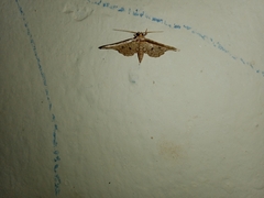 Pharambara splendida