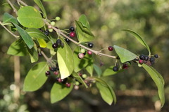 Tricalysia sonderiana