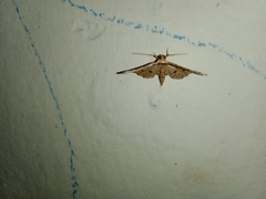 Pharambara splendida