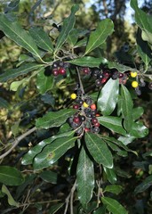 Euclea natalensis natalensis