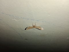 Pharambara splendida