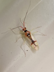 Hyaliodes