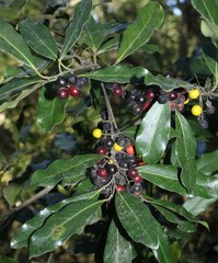 Euclea natalensis natalensis